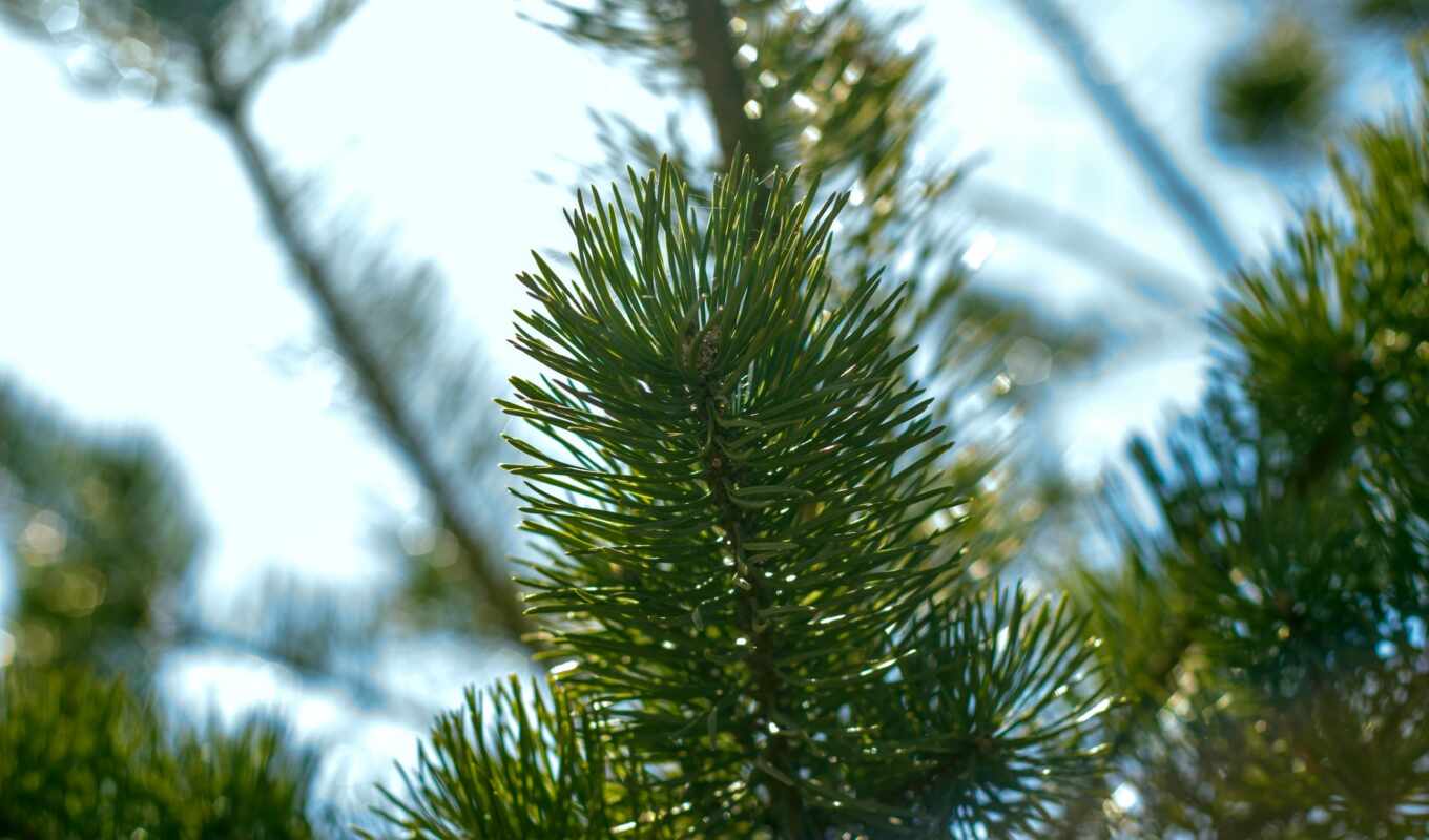 tree, pine