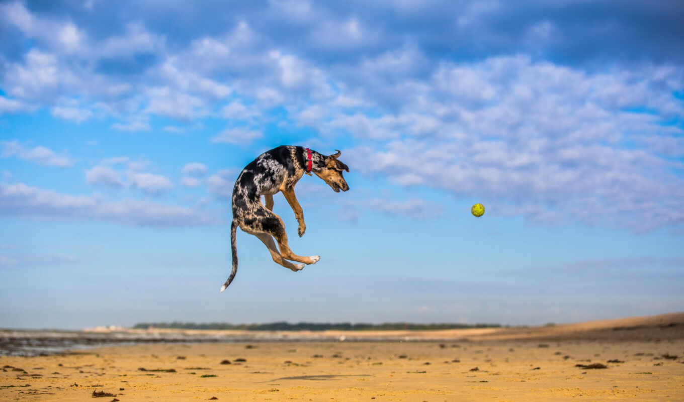 собака, прыжок, animal, мяч