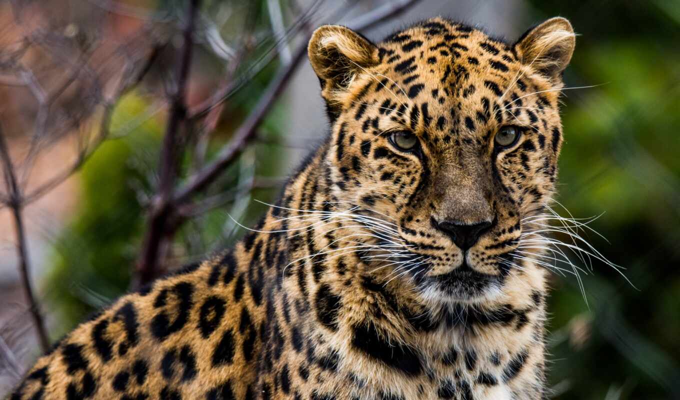 кот, леопард, animal, african, молотый