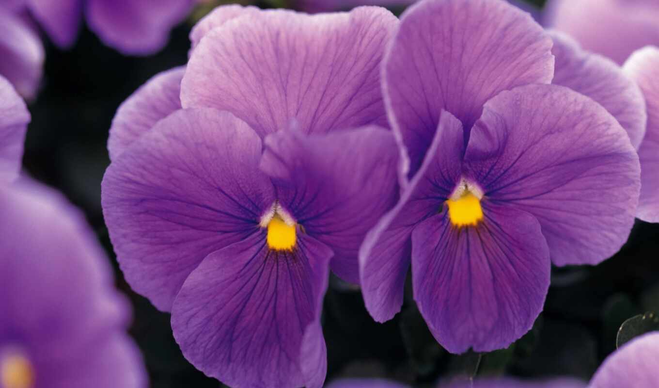 flowers, macro, lilac, eyes, pansies, viola
