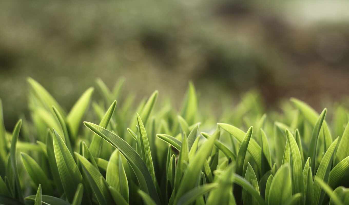 summer, green, grass, яndex, plant, lawn, highlights, collections