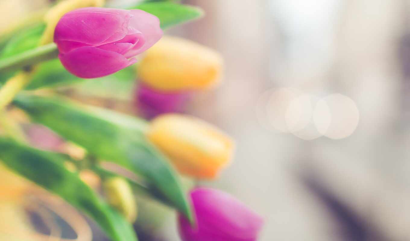 flowers, pink, focus, picture, yellow, tulip, blurring, market, tulipane