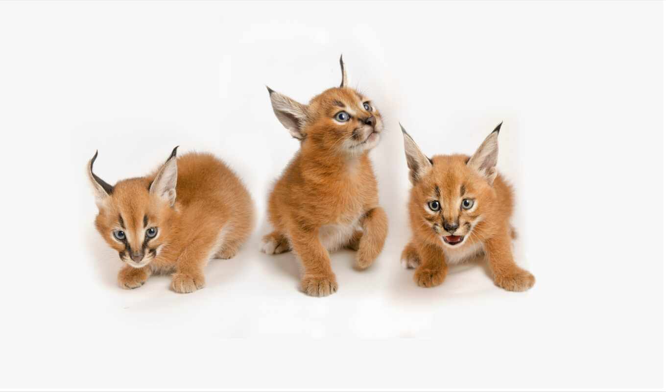 photo, good, picture, cat, they, buy, kitty, caracal, sweetheart, narrow