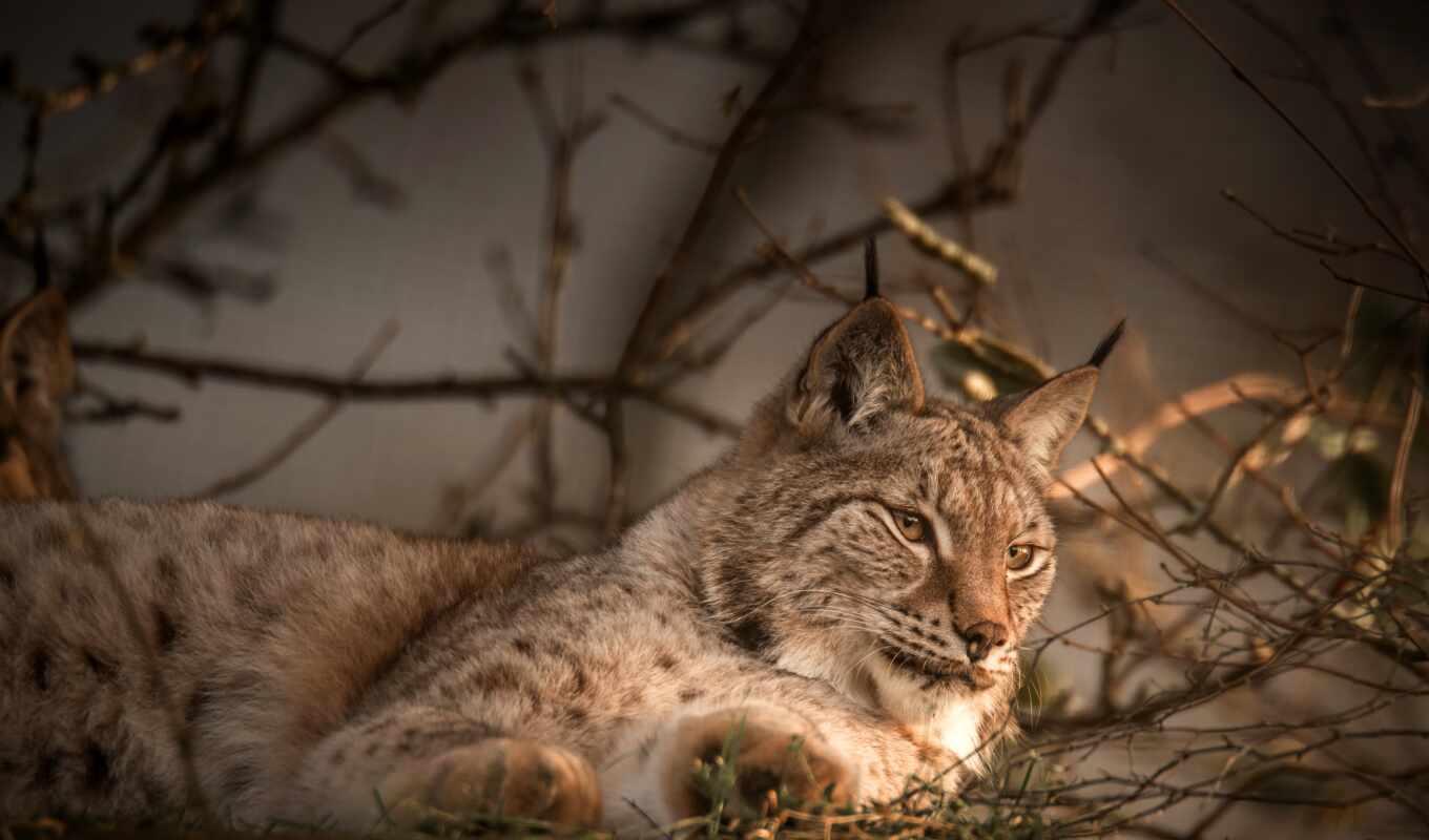 nature, eyes, see, branch, lynx, bobcat, lie, fore