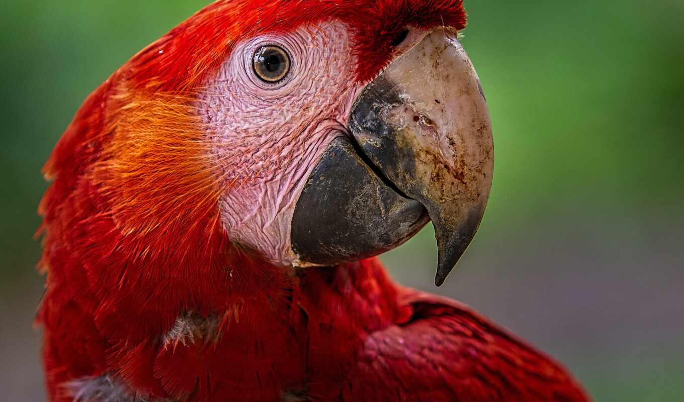 red, птица, попугай, scarlet, перо, крыло, macaw, арара, scare