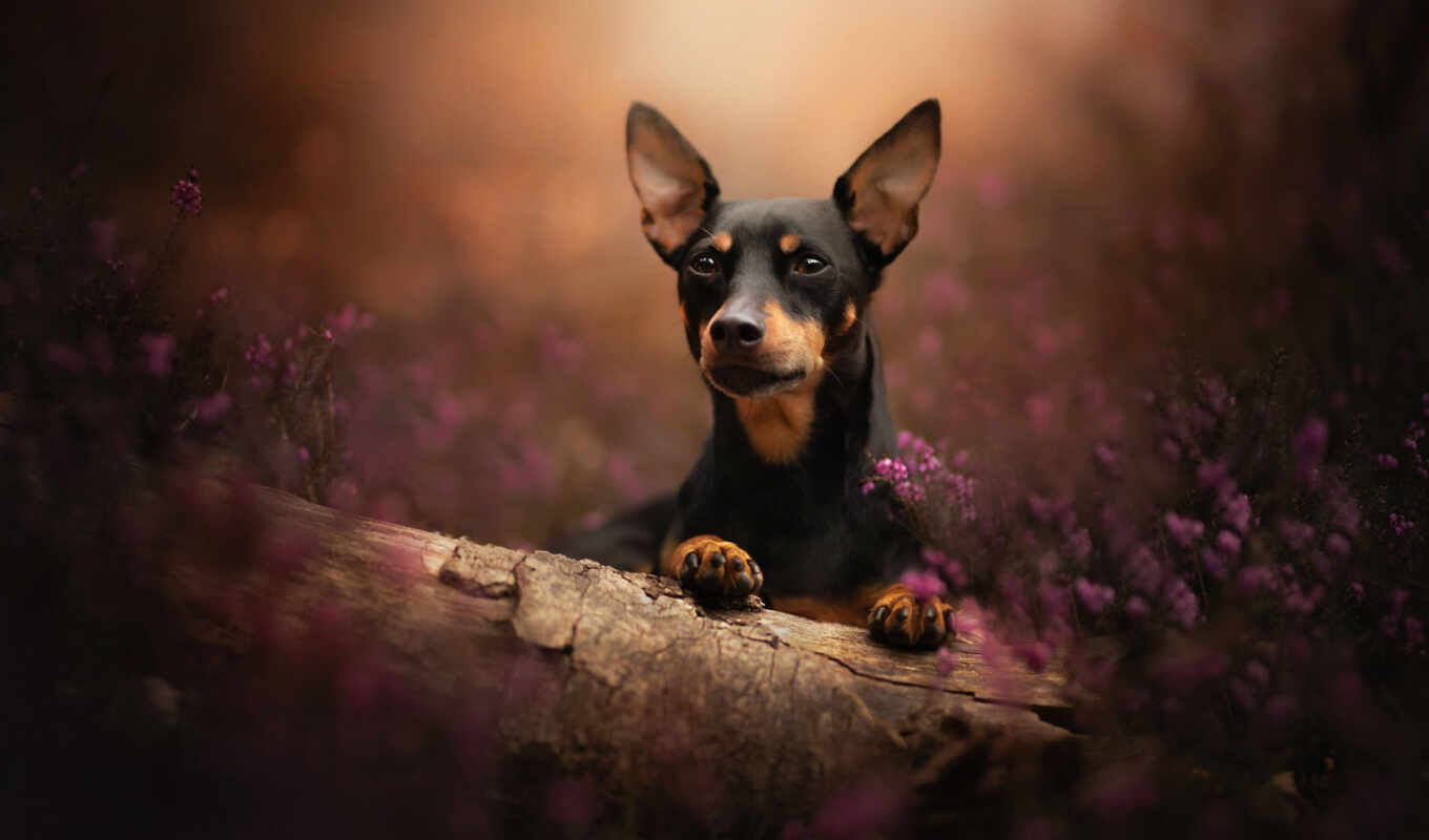 eyes, dog, log, side, heather, doggie, miniature, face, pinsch