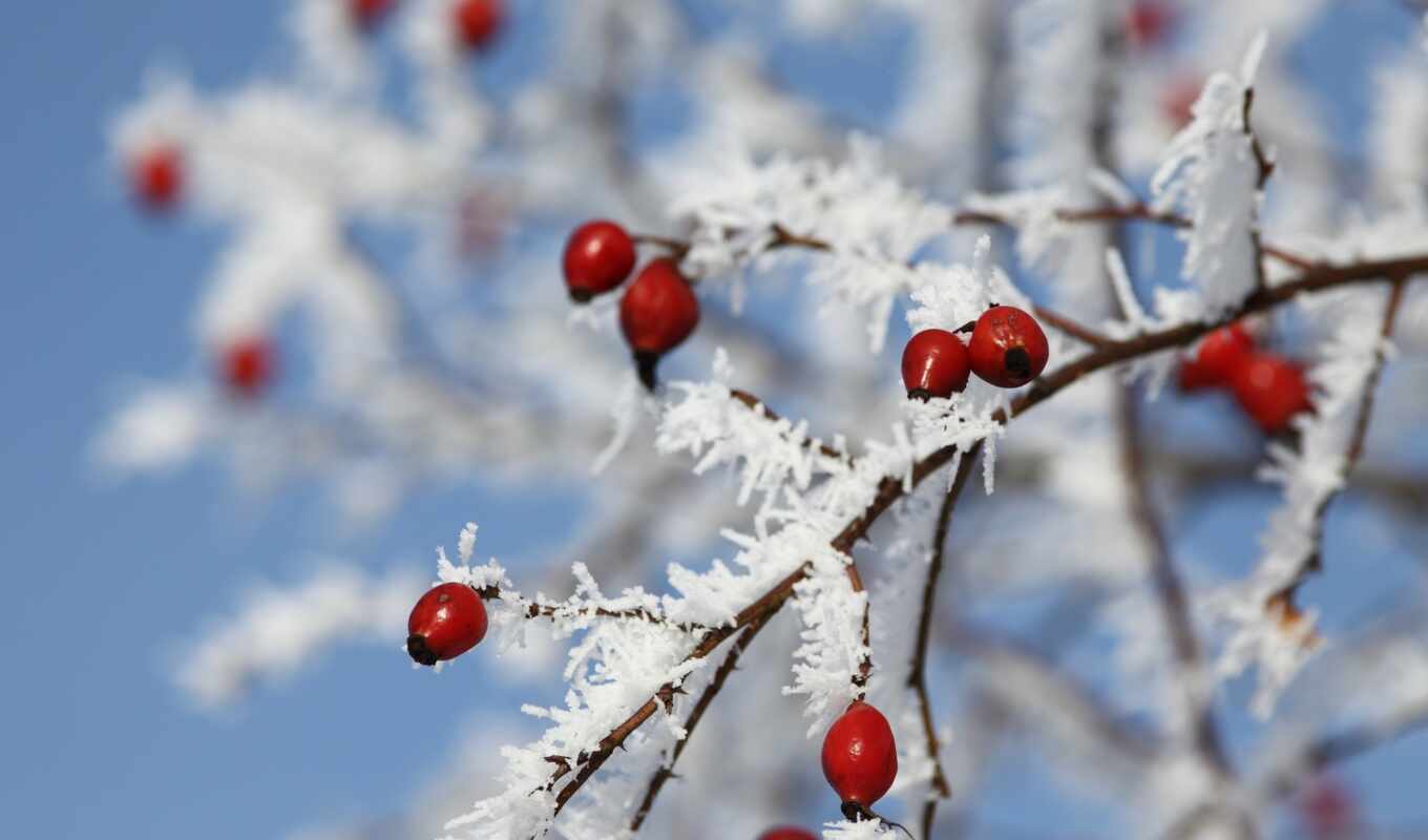 weather, frost, snow, winter, branch, ashberry, makryi