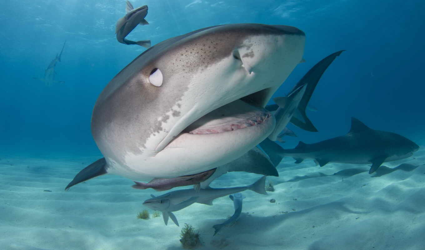 photo, blue, white, vector, beach, great, ocean, tiger, shark, swimming, bahama