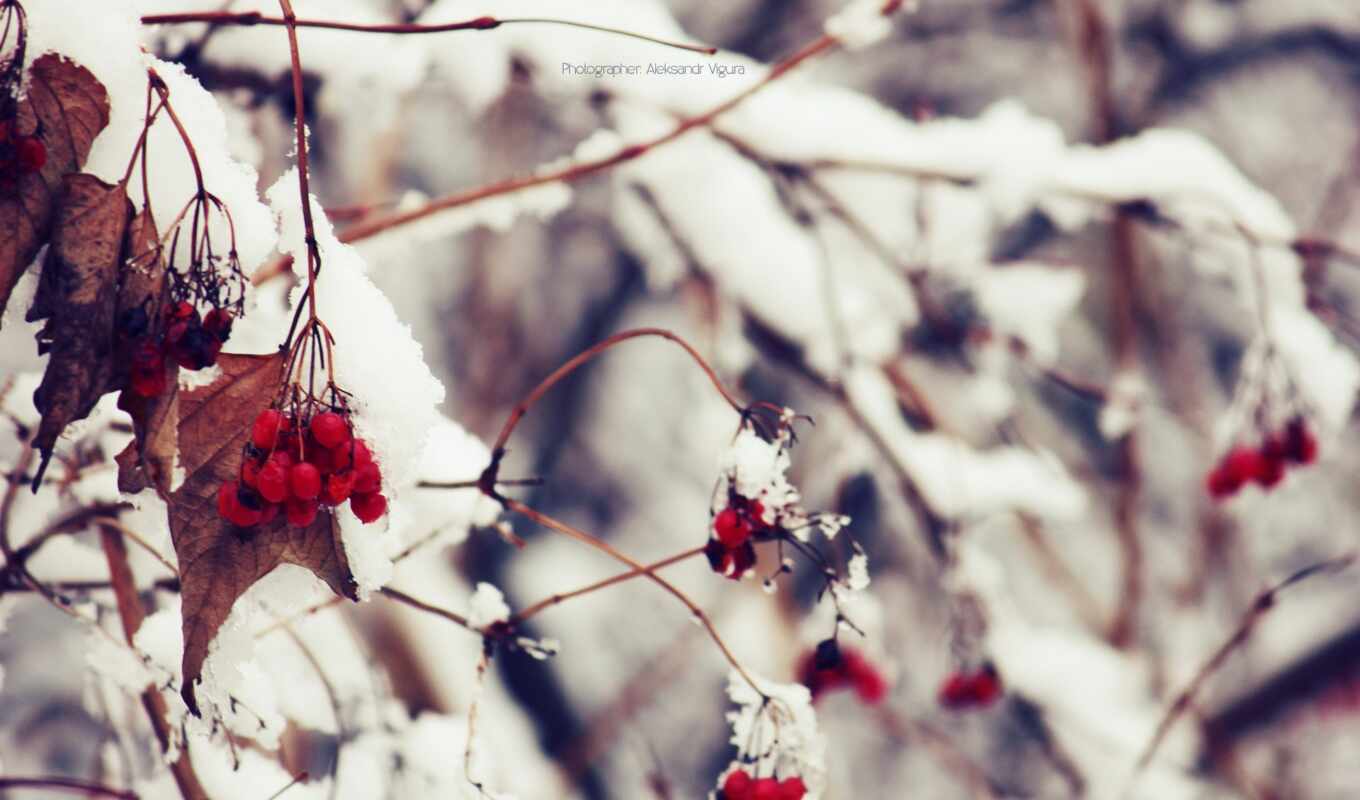 winter, berry, kalina, winallo