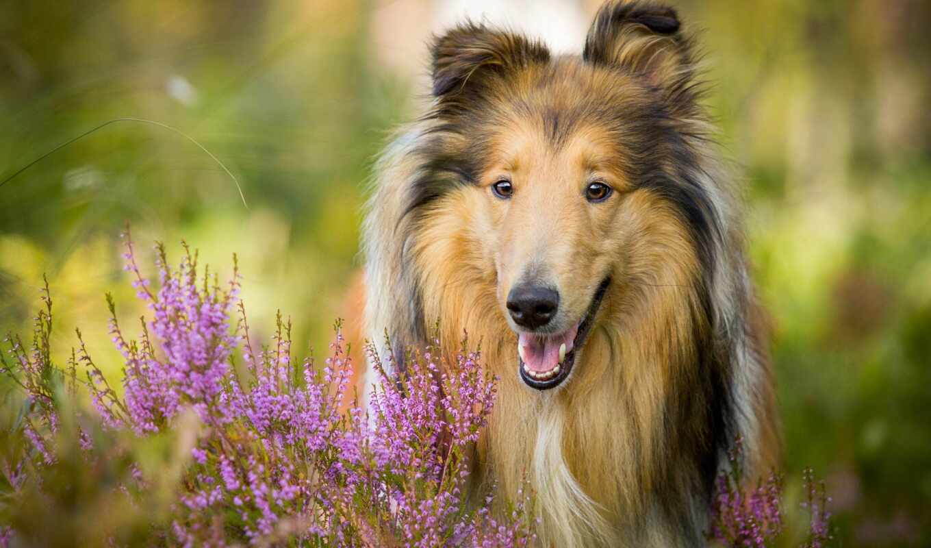 picture, dog, to find, puppy, breed, thous, collie, hdwall, sobkovod