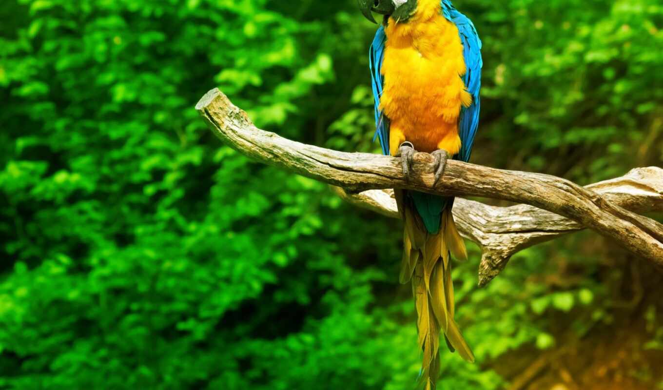 blue, животные, птица, попугай, animal, yellow, macaw