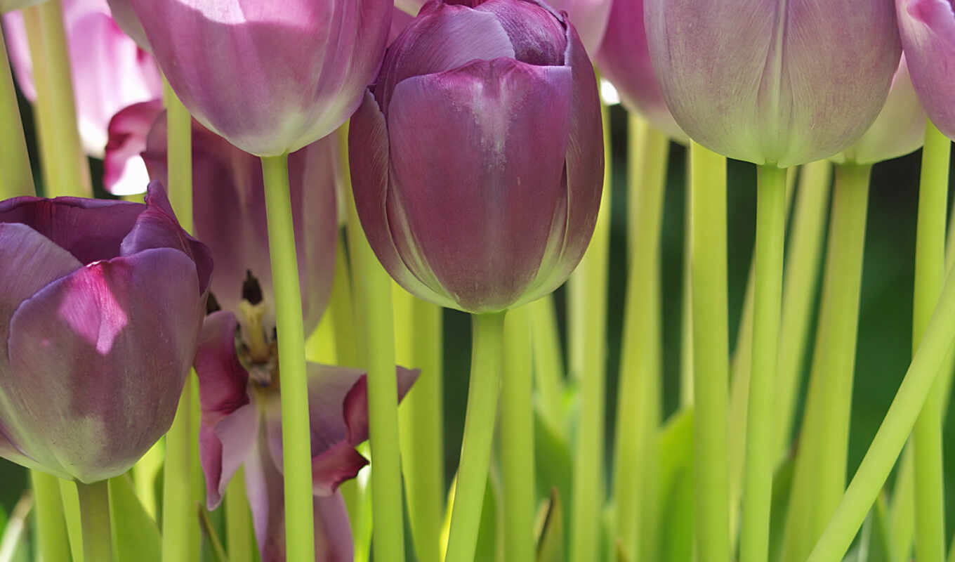 tulip, tulipa