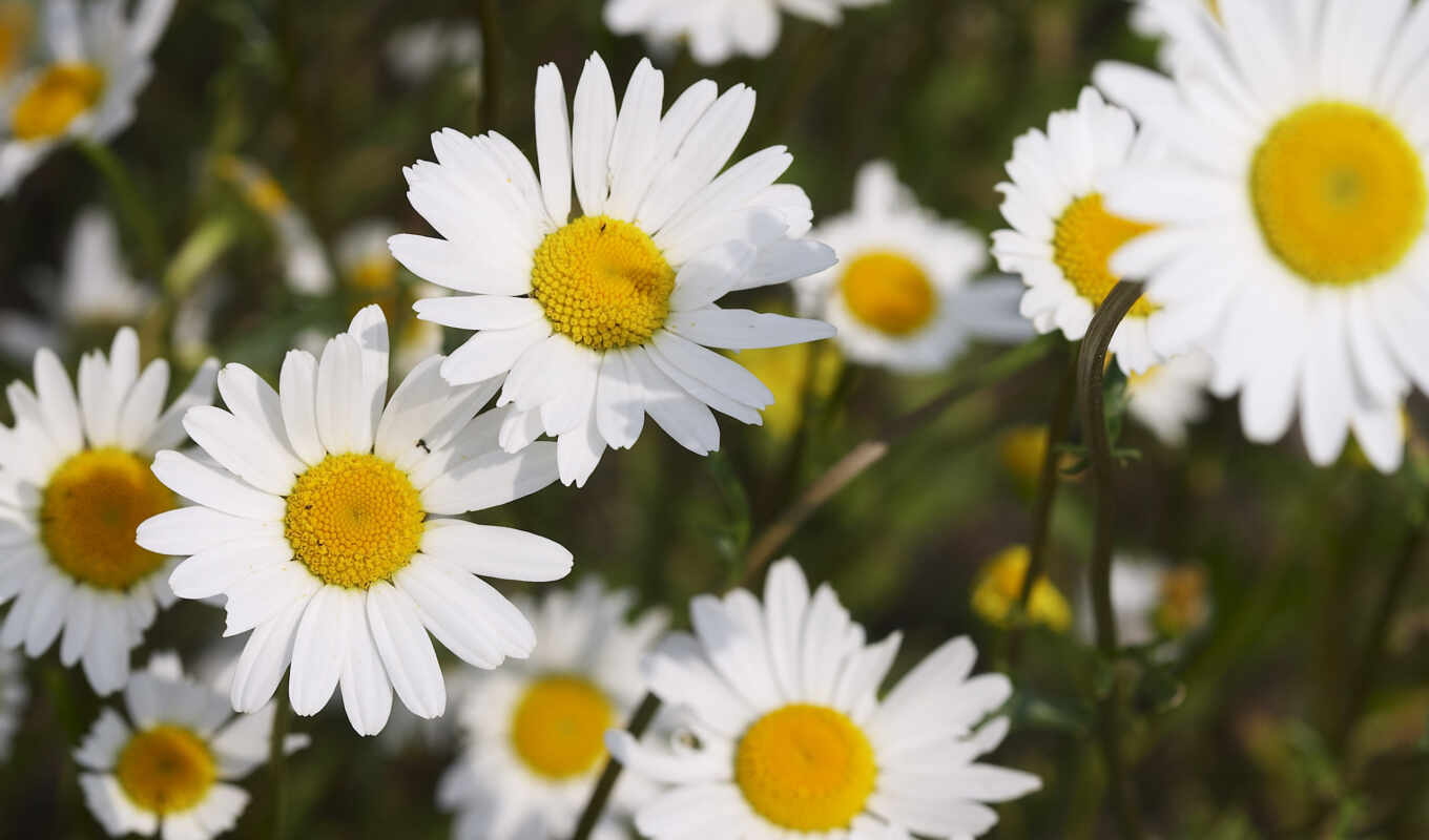 many, picture, picture, daisies, daisies, white