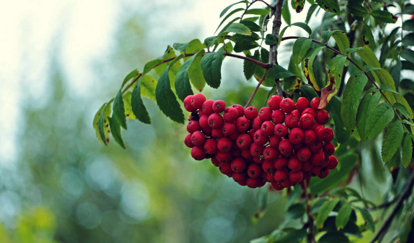 красные, дерево, ветки, ягоды, плоды, рябины, рябина