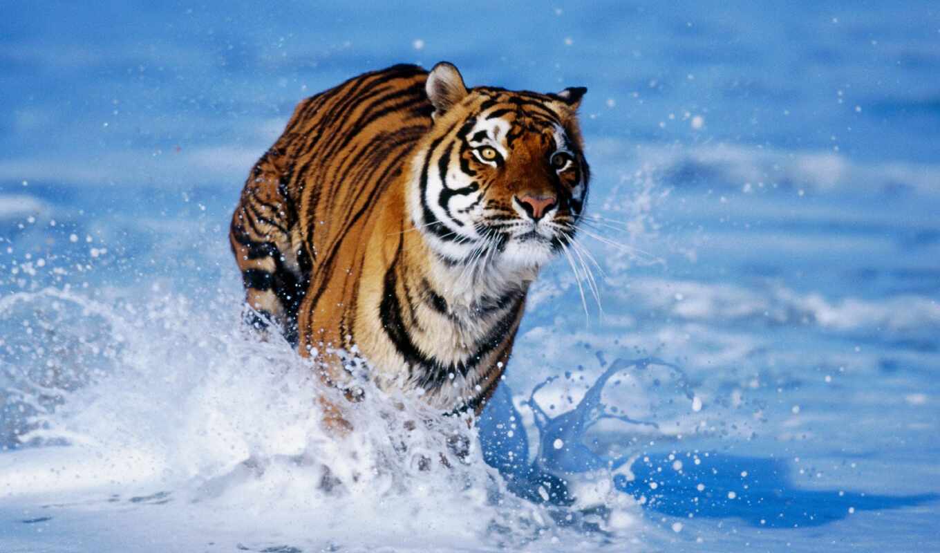 tiger, running, water, zhivotnye, everything