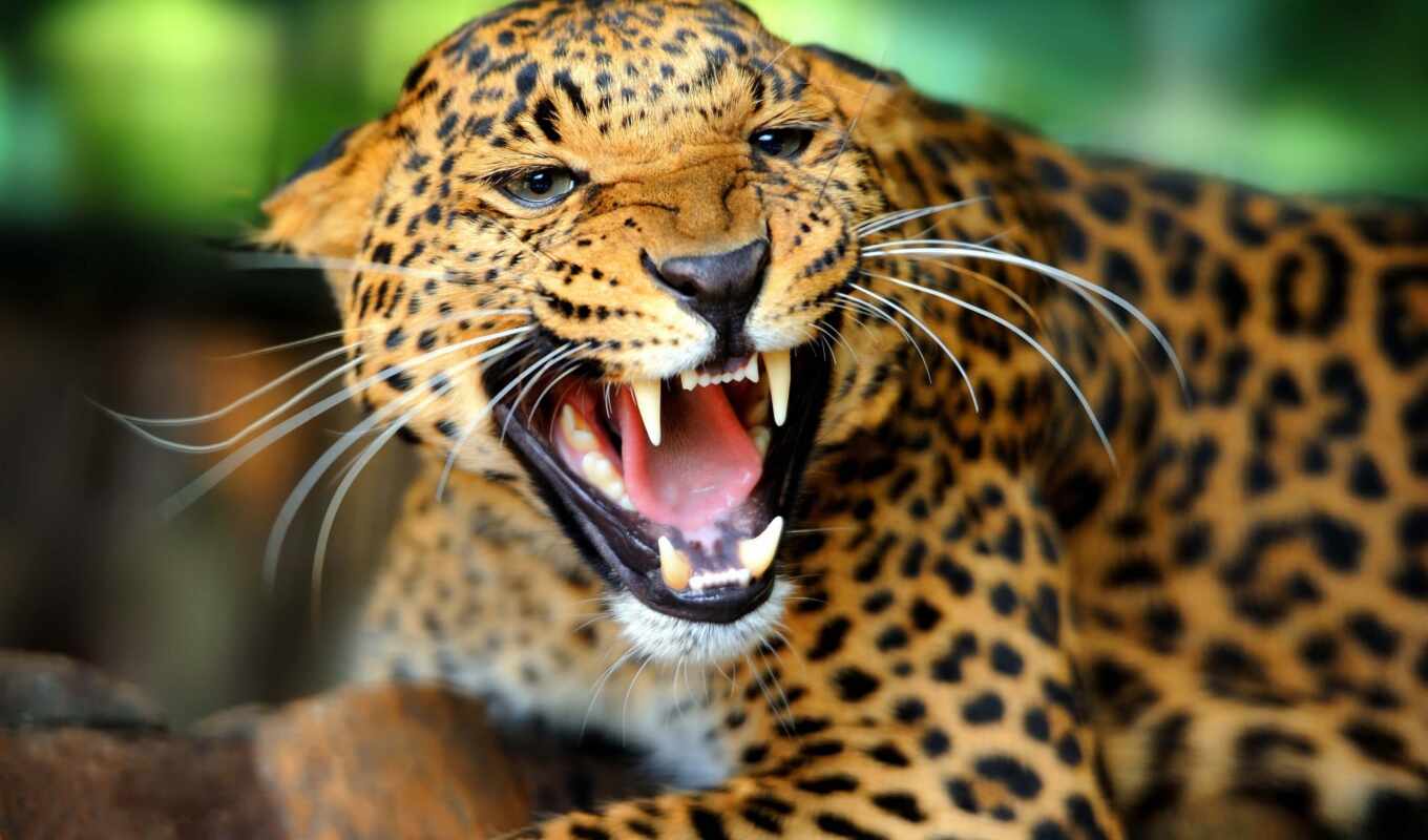 animals, леопарды