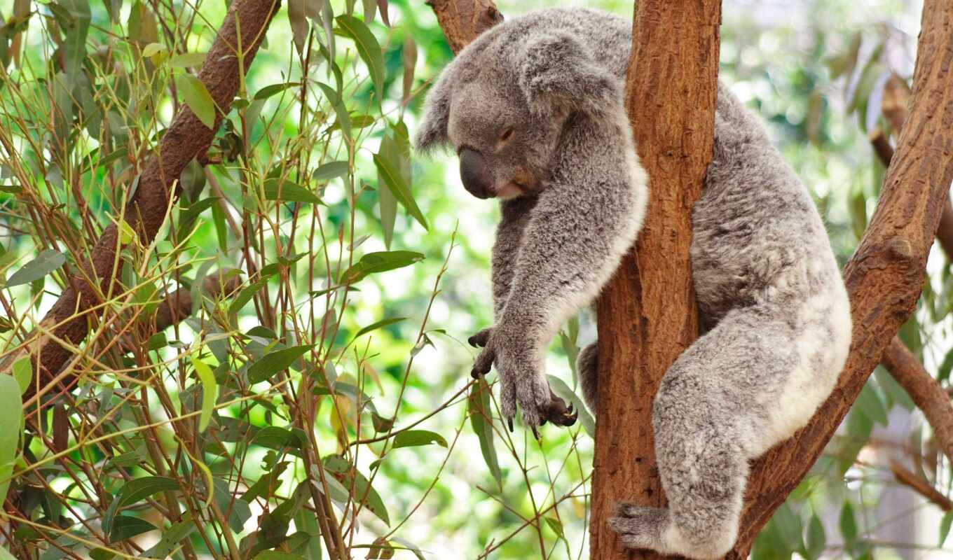 tree, oil, trees, sleep, koala, eucalyptus, ekalipt