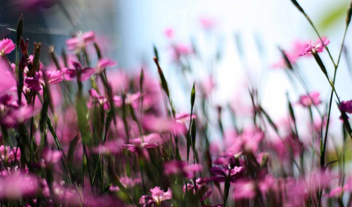 flowers, field, field, cvety, blurring