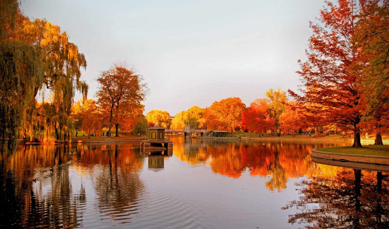 nature, full, boston, autumn, autumn, radyo, in the daytime, postcards, damar