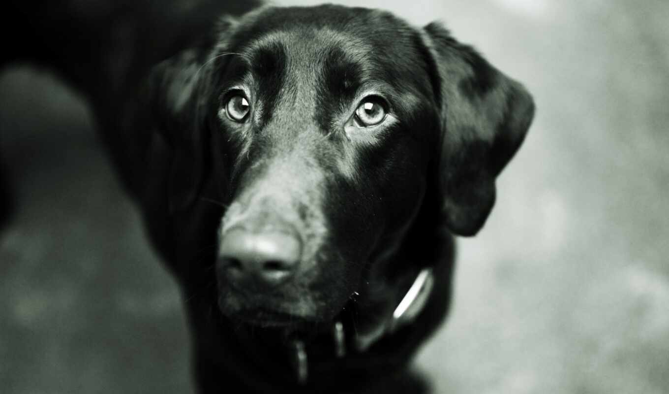 black, light, dog, muzzle, Labrador, nose, retriever