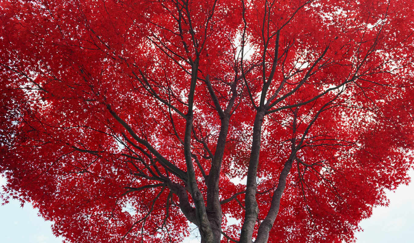 дерево, разных, красными, листьями