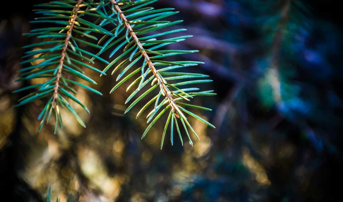 background, macro, trees, pine, fir