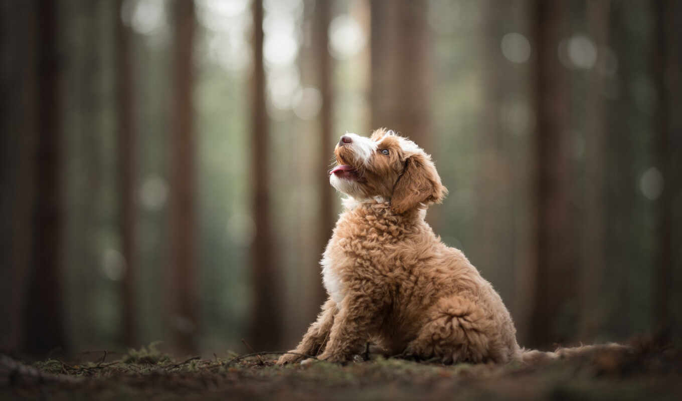 nature, light, dog, pose, see, puppy, language, animal, funny, pet, fore
