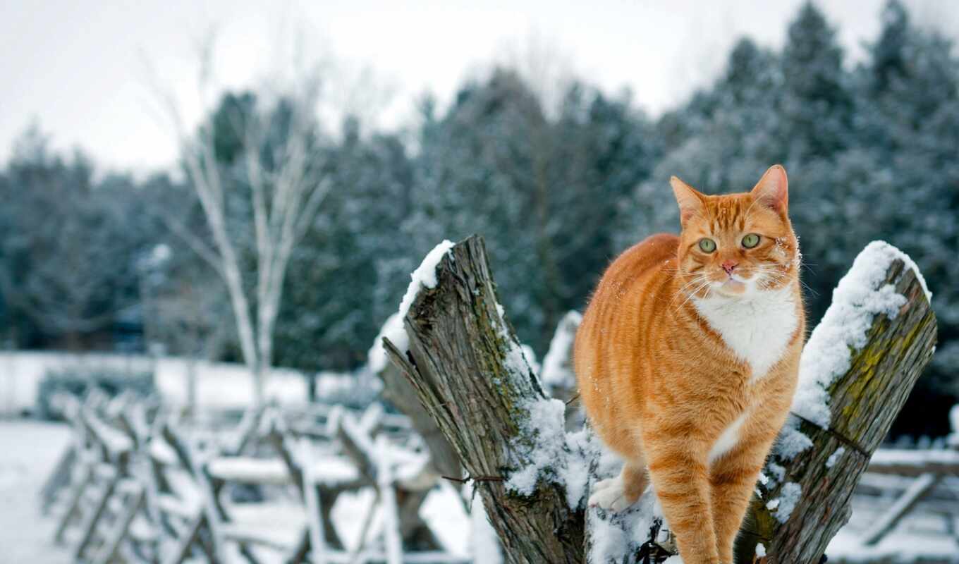 winter, кот, animal