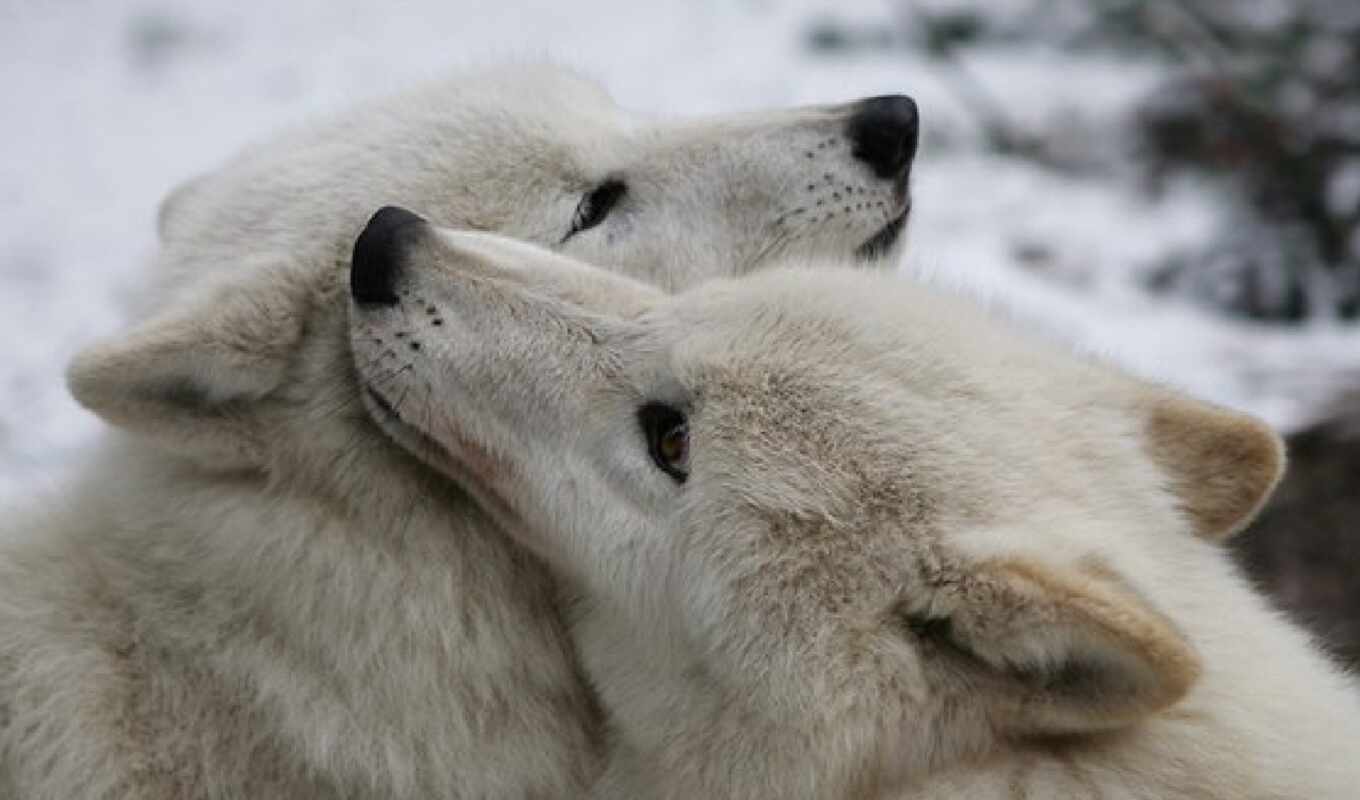 влюбленные, волки