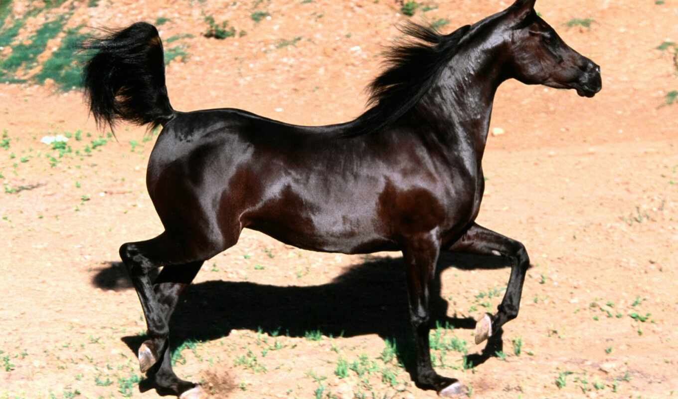 black, name, oboi, horses, horses, animals, zoo club, pony, horse, chernaja