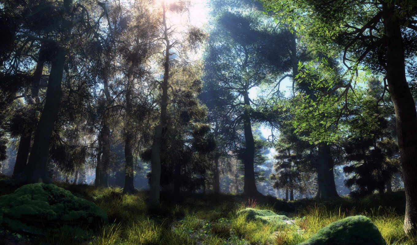 nature, graphics, forest, the sun