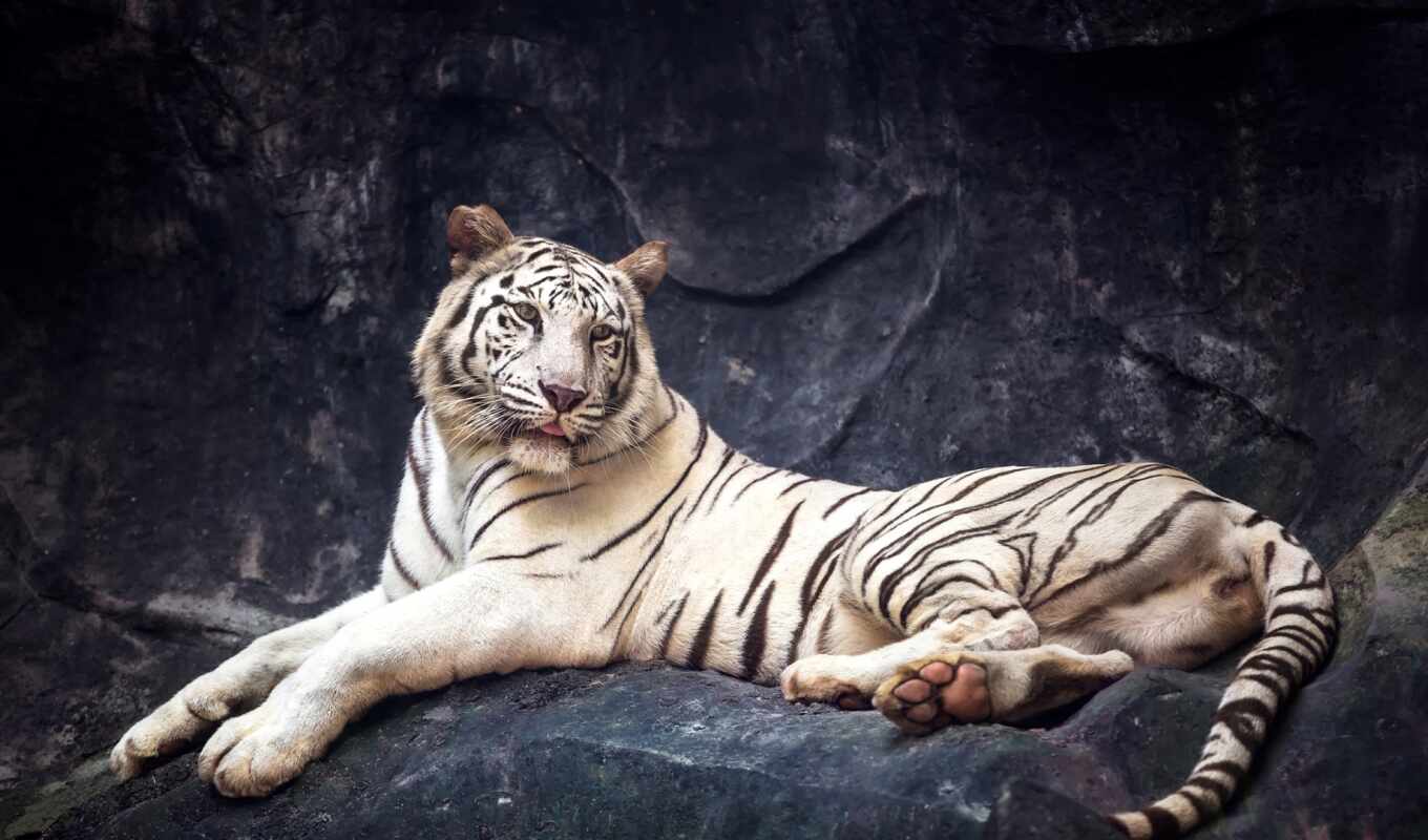 white, камен, тигр, лежать, лежат, royalty, белый, тигр, животное, хищник, otdyhat
