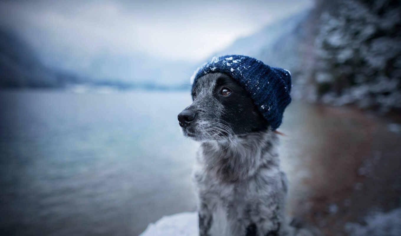 озеро, снег, winter, cute, собака, грустный, морда, border, колли