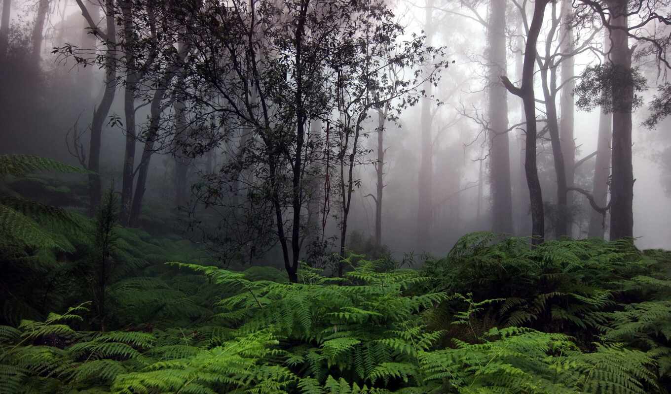 природа, дерево, лес, туман, дорогой, foggy, fore