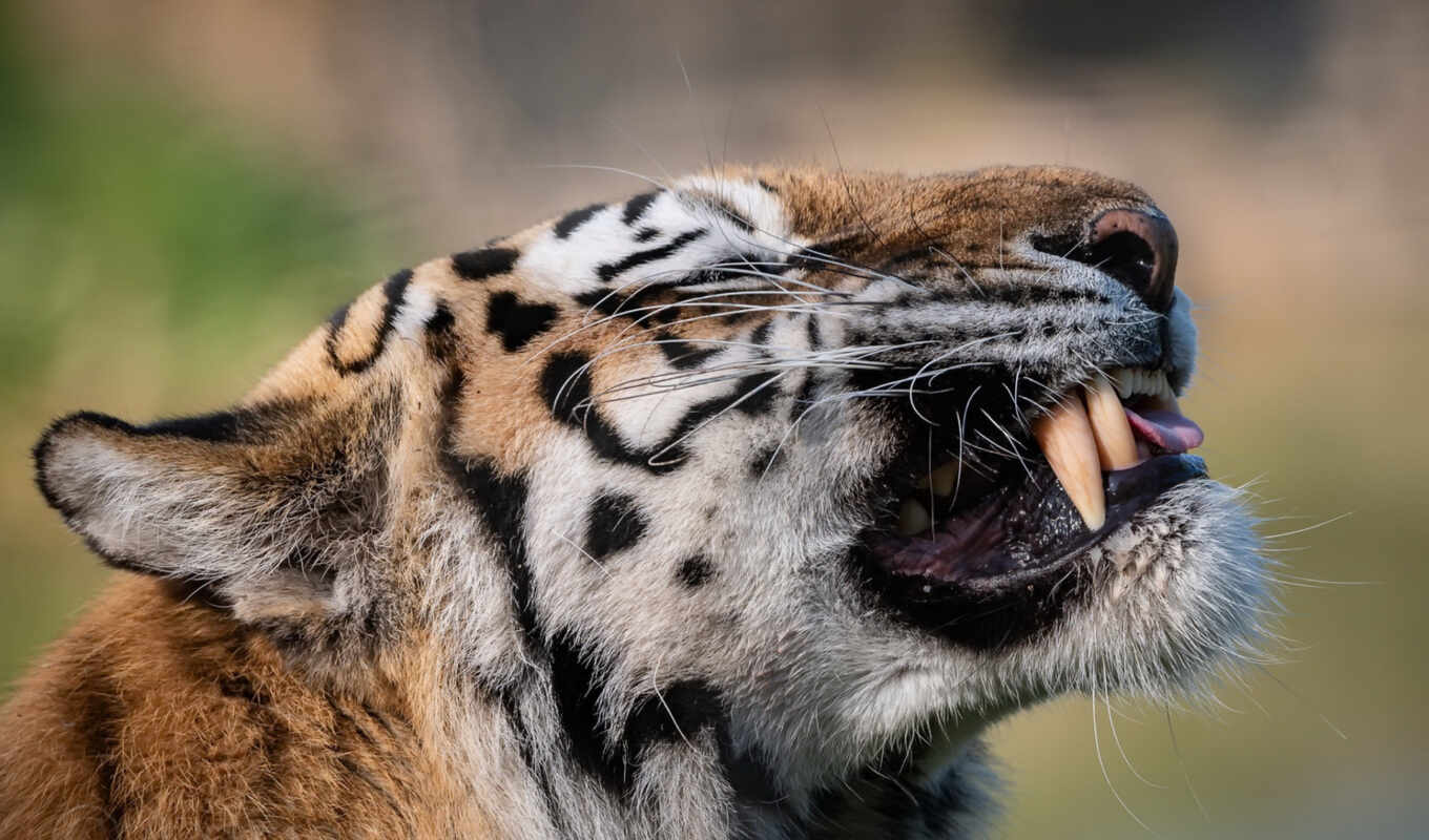 тигр, animal, зуб