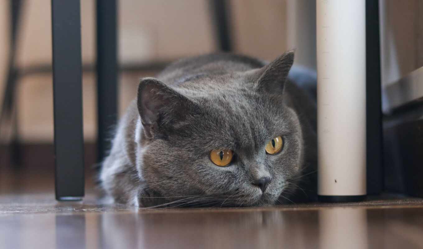 cat, gray, yellow, eye