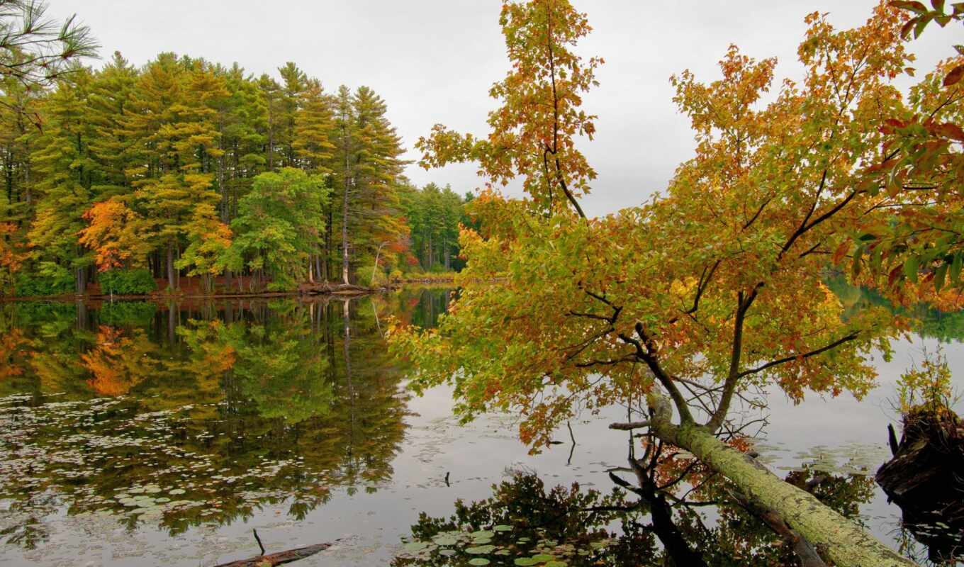 озеро, дерево, water, осень, река, отражение
