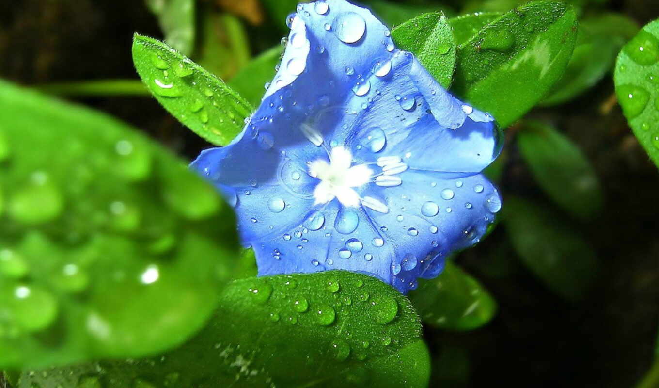 nature, flowers, blue, green, plant