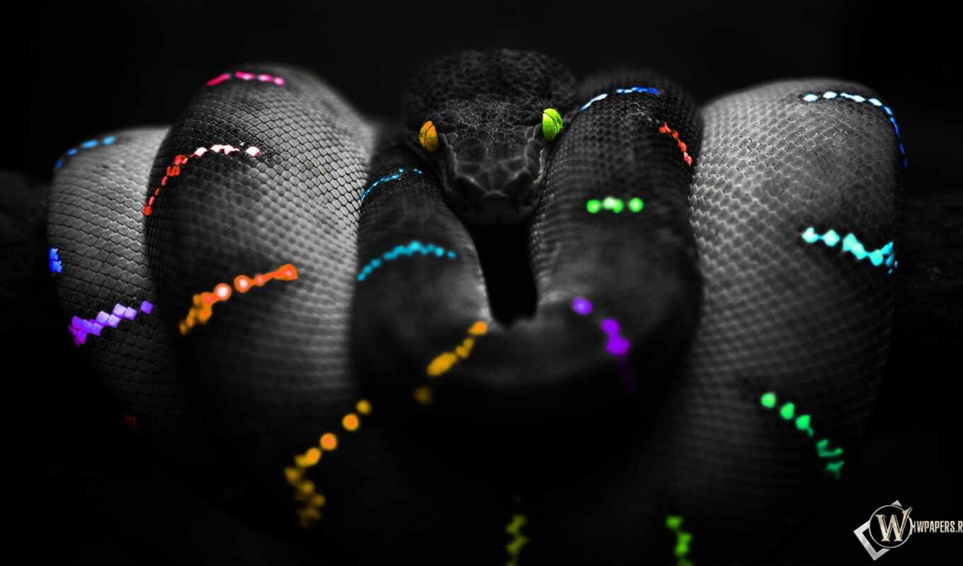 совершенно, snake, цветная