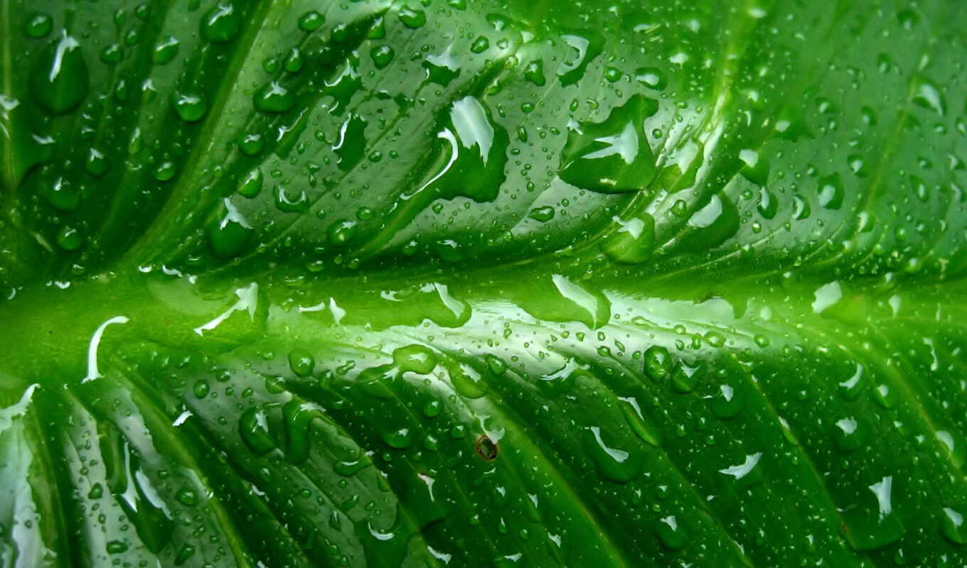 music, лист, green, rain