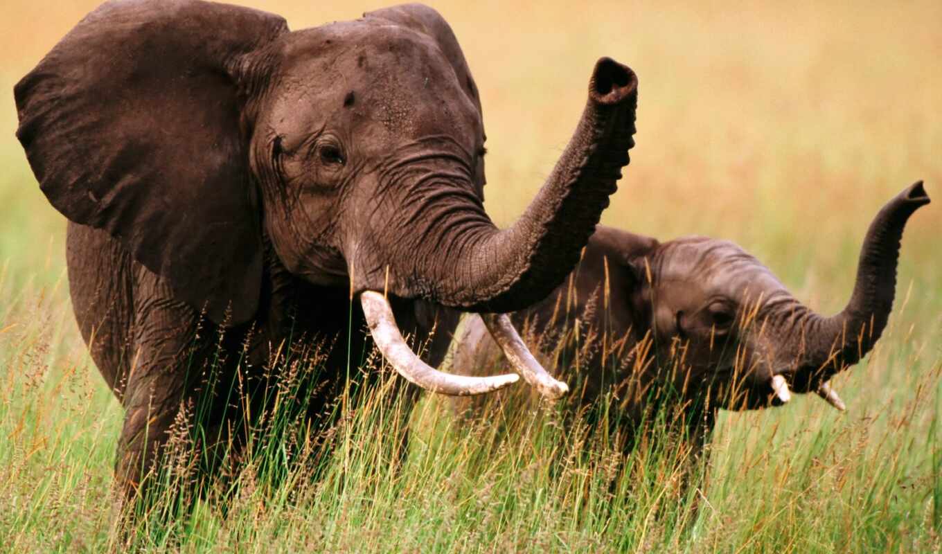 elephant, the trunk, elephants