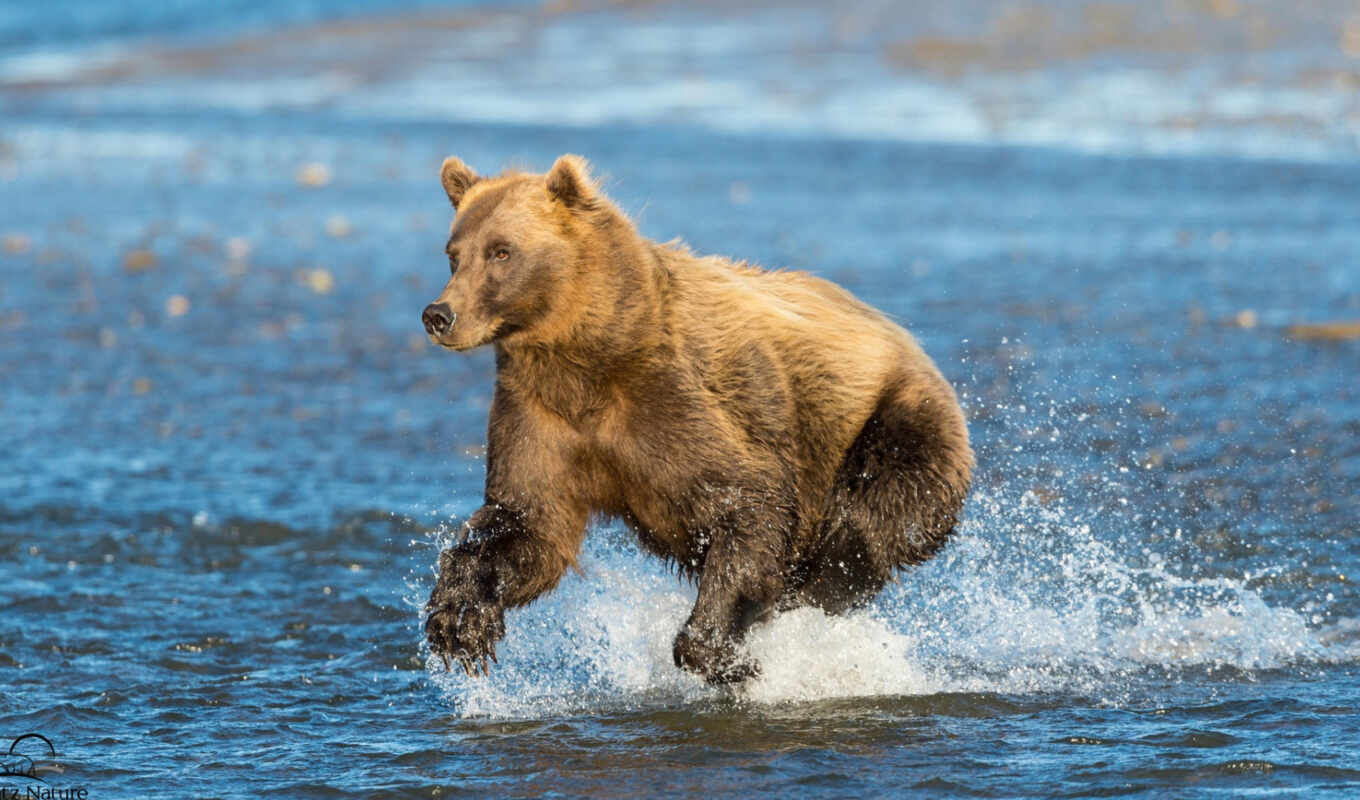 water, beautiful, interesting, suzuki, alaska, zhivotnye, grizzly, bears