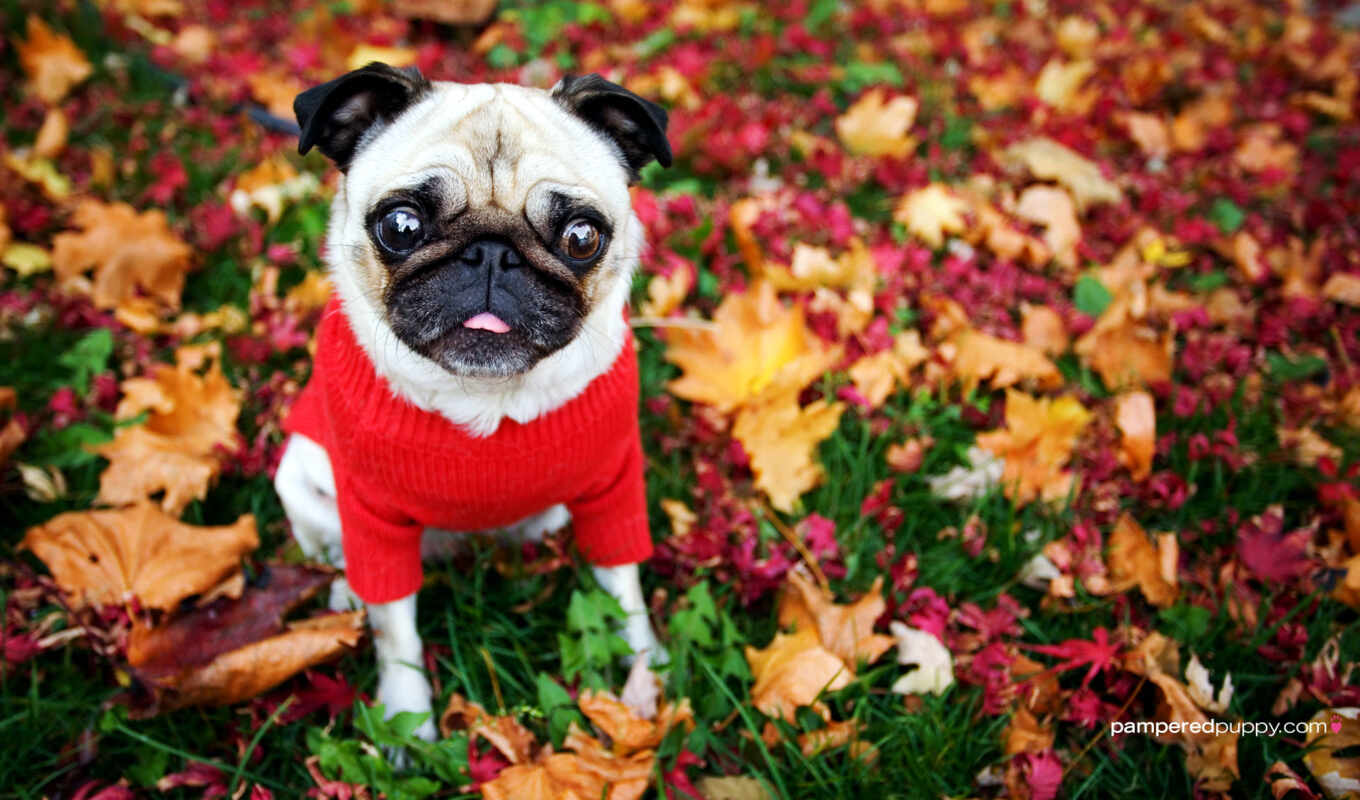 dog, code, autumn, mops, mops