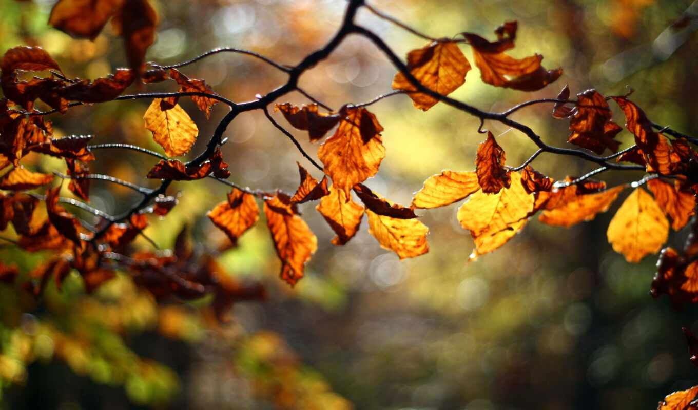 tree, autumn, foliage, branch, orange, instagram, oo, branches
