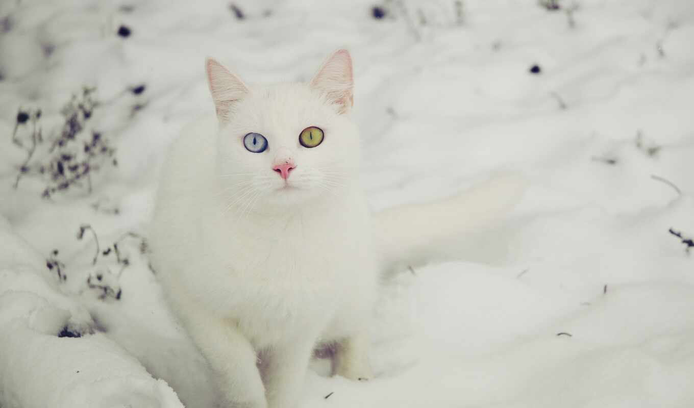white, cool, кот, animal, funny