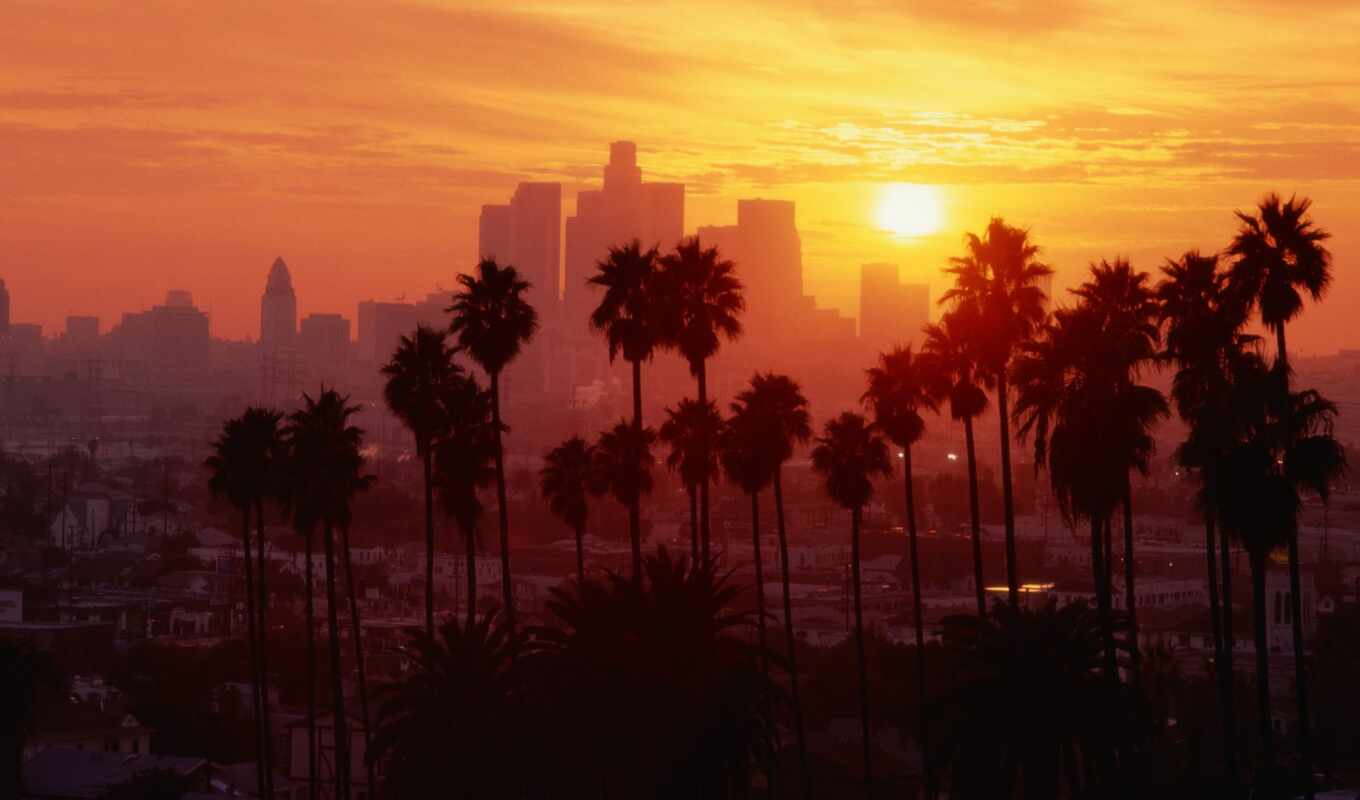 tree, sunset, city, california, palm, angele