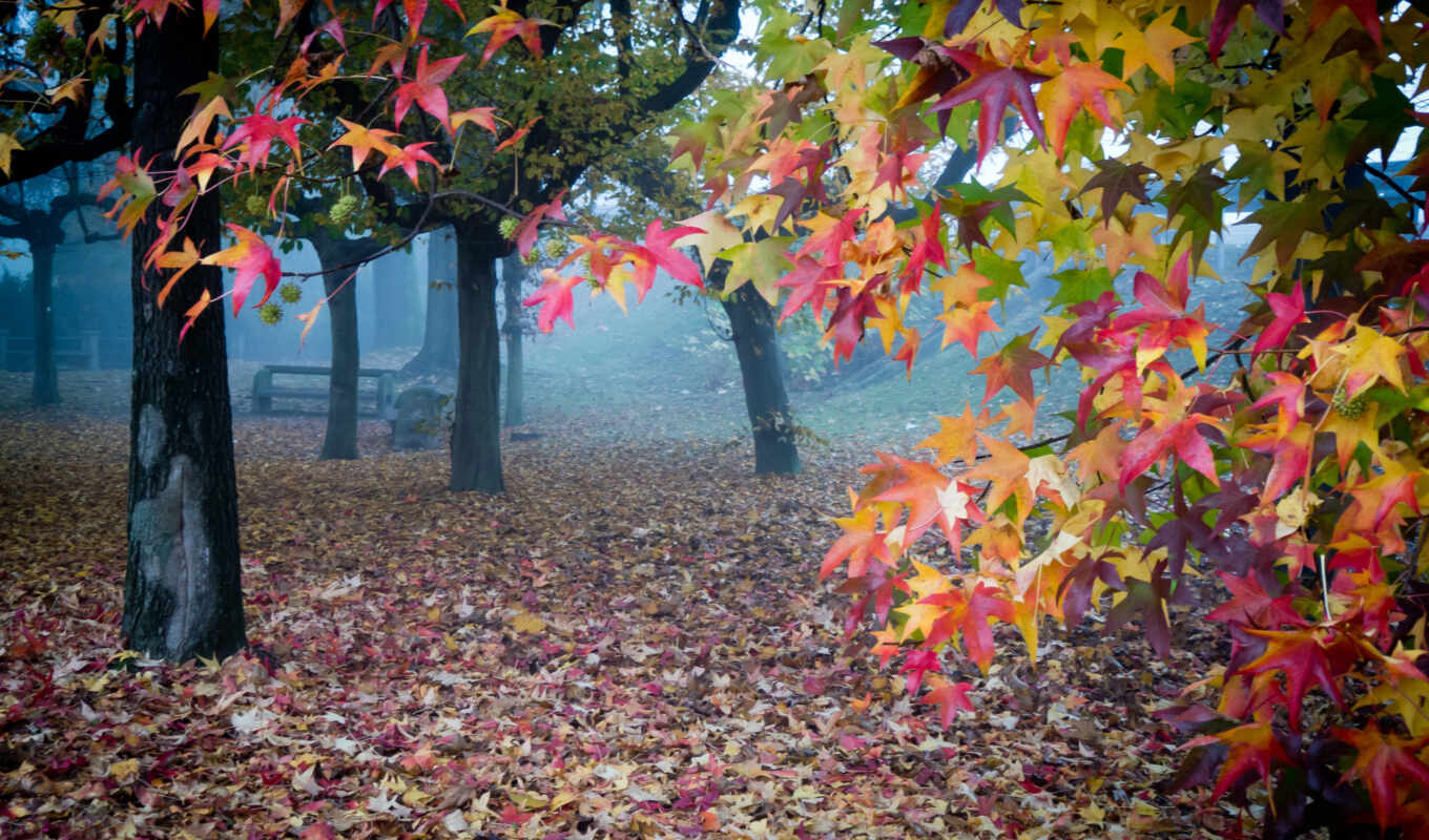 leaves, autumn, fog, garden