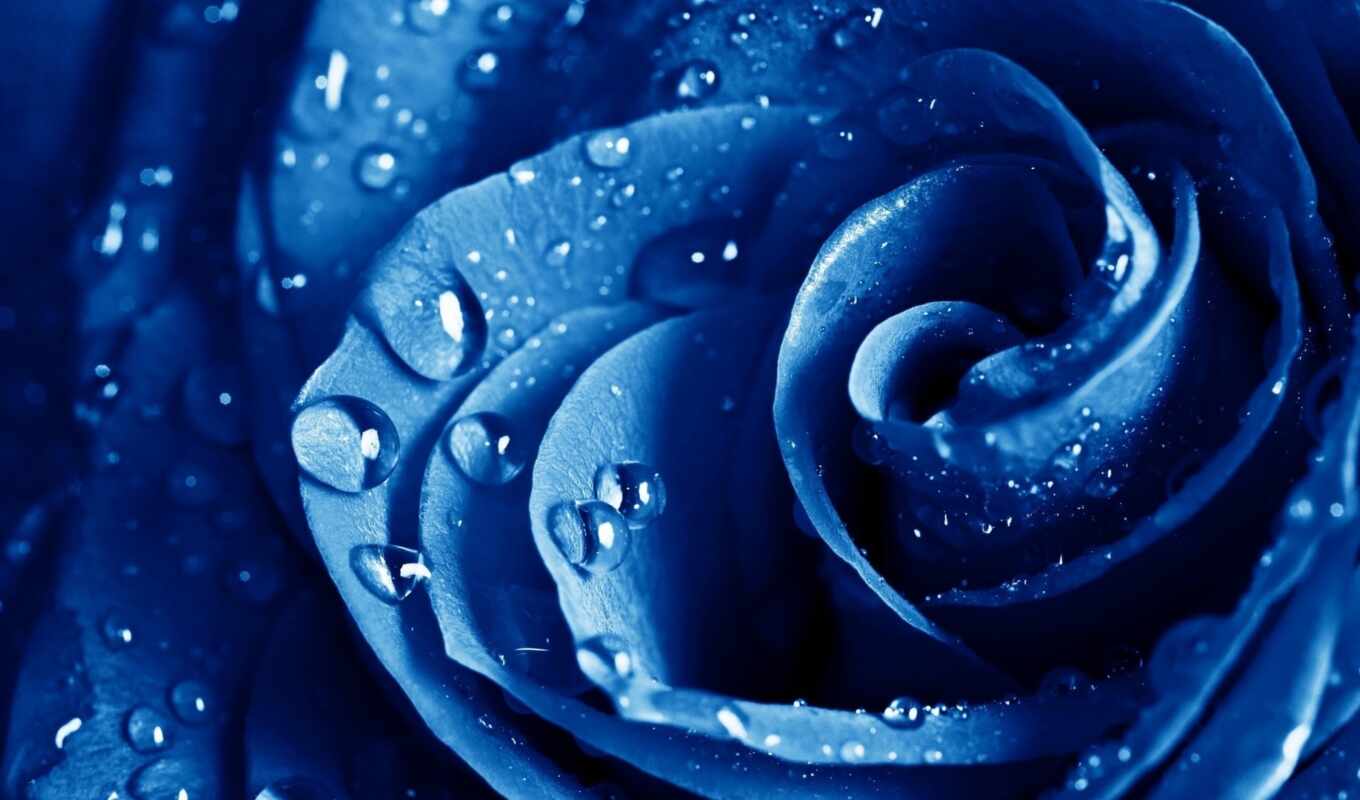 роза, blue, капли, макро, розы, синяя, голубая, фотообои