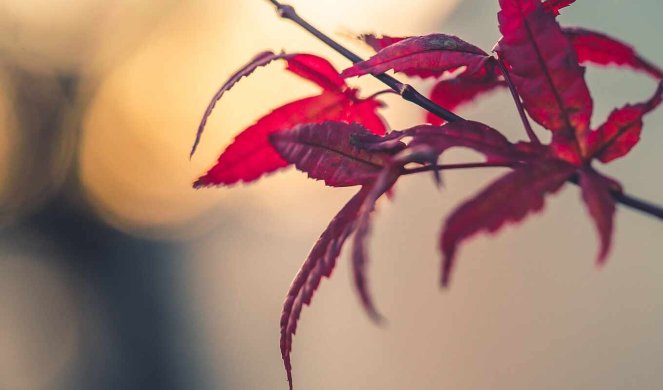 single, autumn, maple, leaf