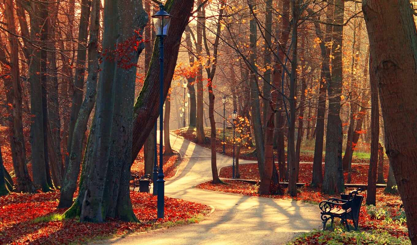 nature, sheet, tree, forest, autumn, park, jehovah, whole